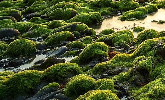 粉象生活骗局讲解图片