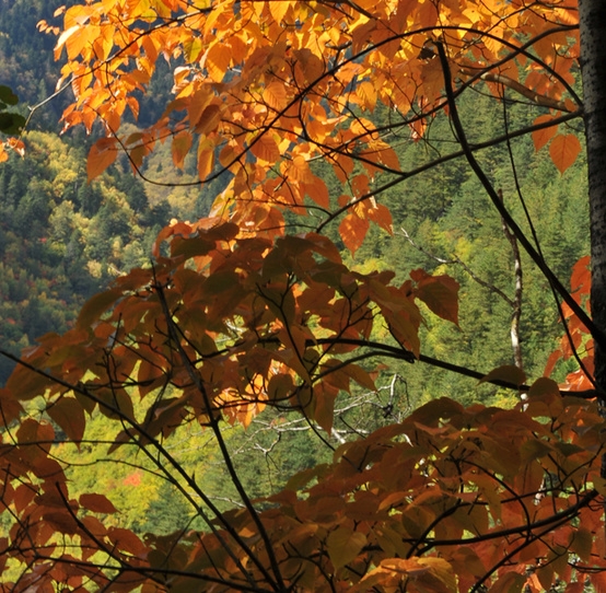 粉象生活开店创业怎么样