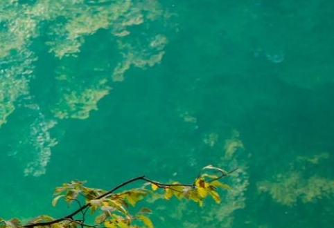 江门粉象生活佣金