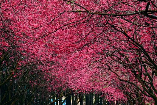 粉象生活返利方法