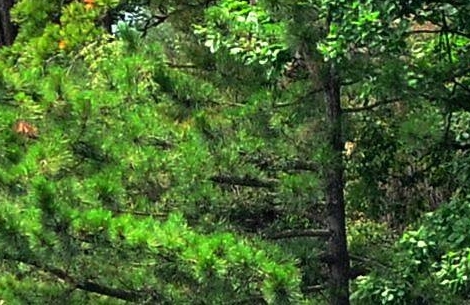 粉象生活高清图片