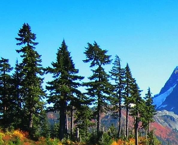 粉象生活的象币怎么用的