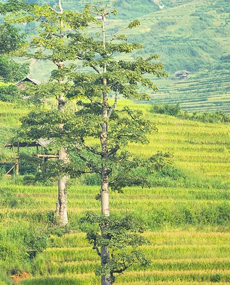 粉象生活好友辅助下载