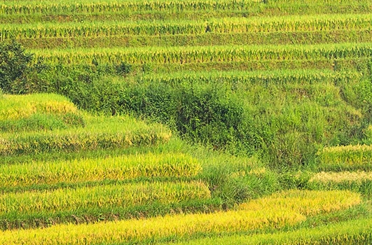 粉象生活邀请佣金