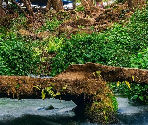 比利时浅粉象啤酒