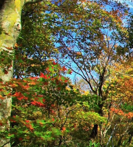 蓝粉象啤酒多少钱一瓶