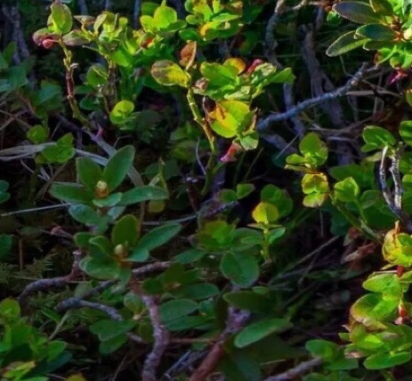 粉象生活如何退出