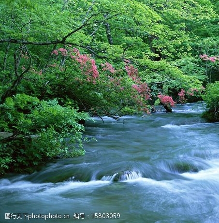 正规粉象生活代理