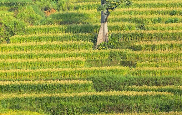 粉象生活平台推荐