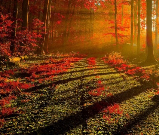 新手粉象生活怎么赚钱