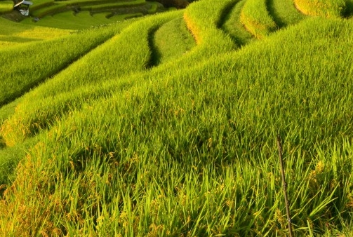 怎样用粉象生活转钱