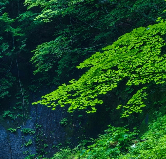 粉象生活团队哪个好