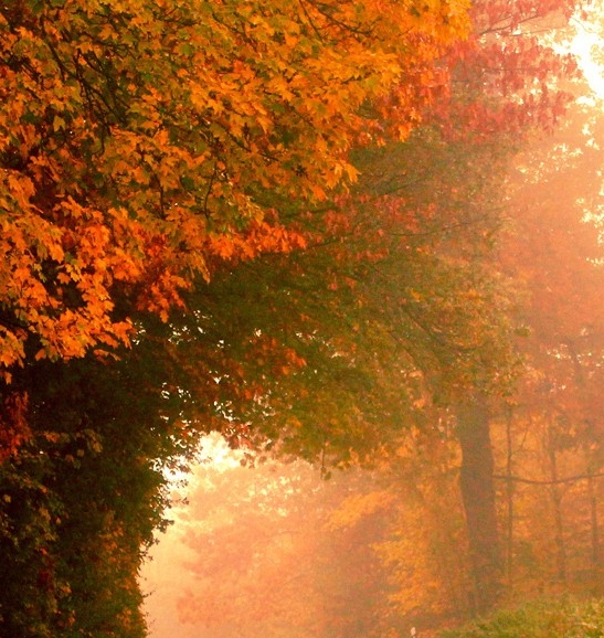 吉林低聚肽粉代理