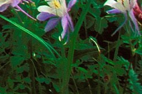 粉象生活最低消费