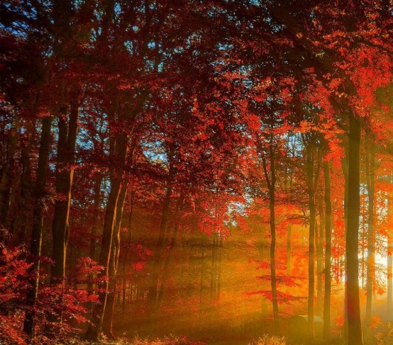 比利时浅粉象啤酒怎么样