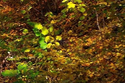 比利时深粉象啤酒好喝不