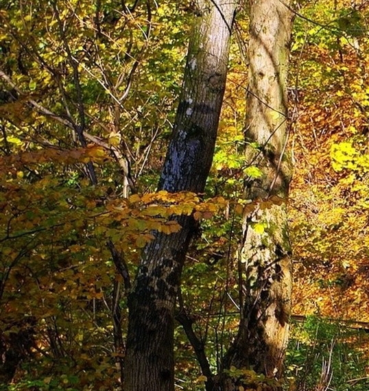 粉象生活拉新2元钱一个