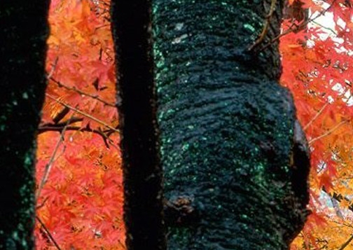 粉象生活送佣金