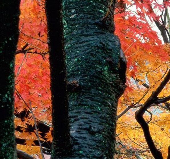 粉象生活怎么快速推广