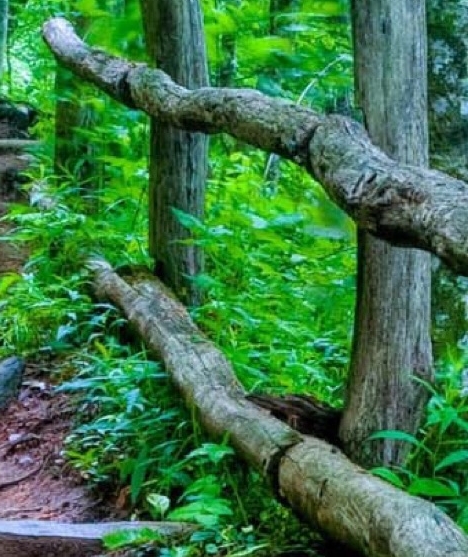 粉象生活创造奇迹