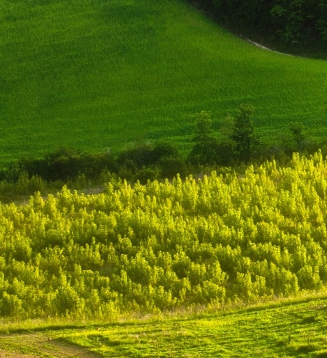 江苏品质粉象生活网站
