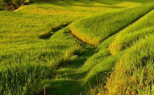 粉象生活怎么用