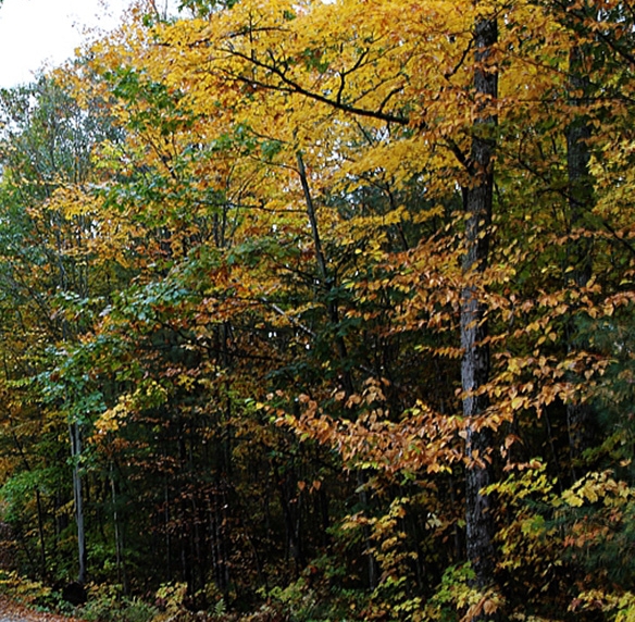 福州粉象生活vip