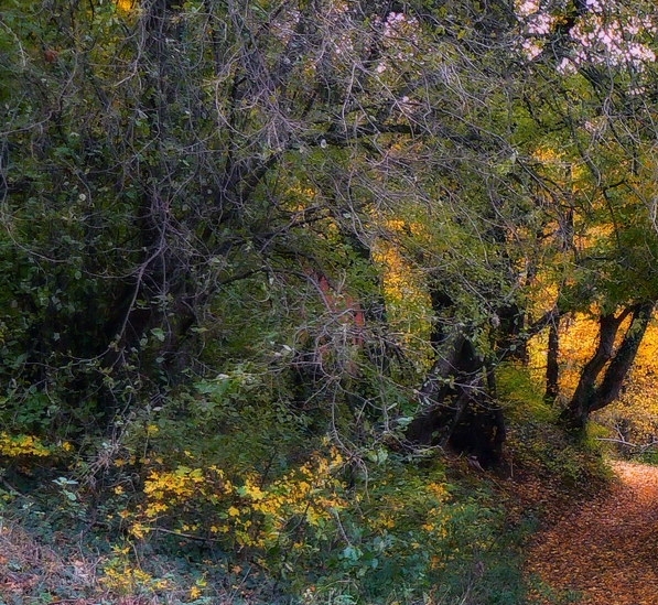 岛屿生活和绿色生活的关系