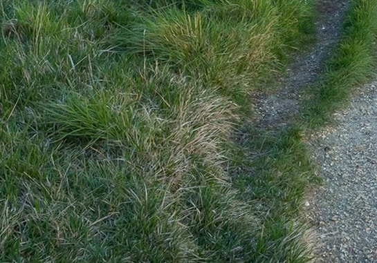 粉象生活挂播一个月多少收益