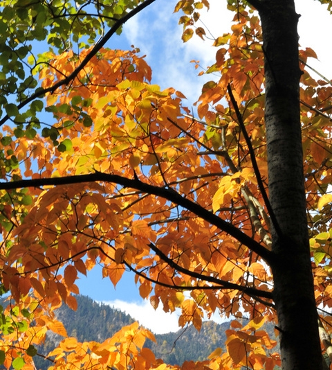 粉象生活下载app