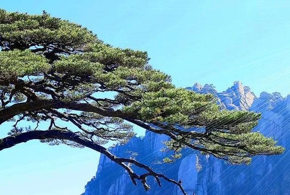 粉象生活公司直属