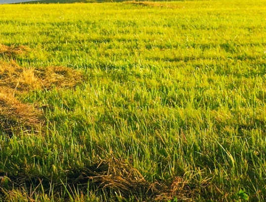 粉象生活为什么有佣金