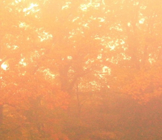 广东粉象生活合伙人