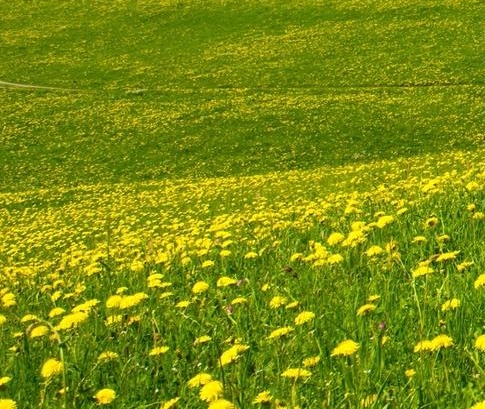 粉象生活粉丝怎么增加