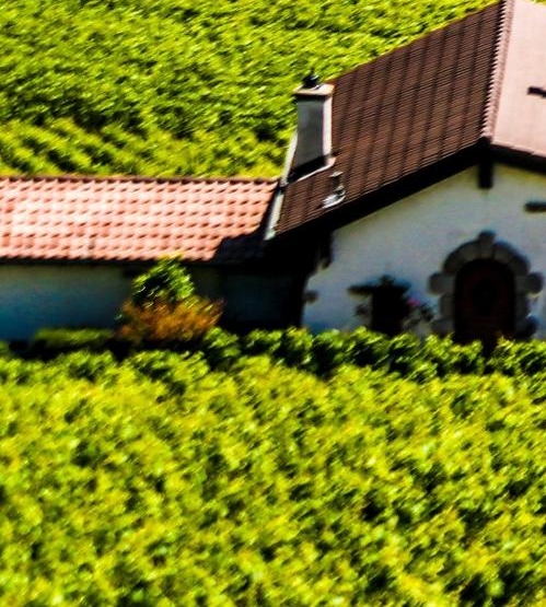 粉象生活赚钱是否骗局