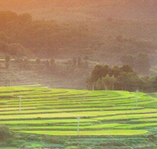 粉象生活里没有