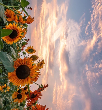 粉象生活可以赚钱吗