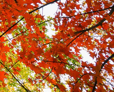 粉象生活解除邀请人