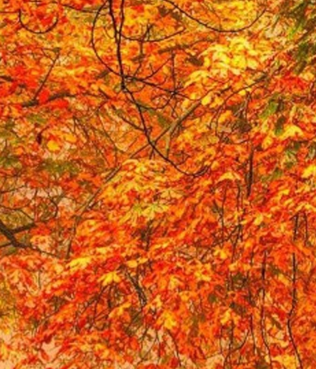 万象城有螺蛳粉吗