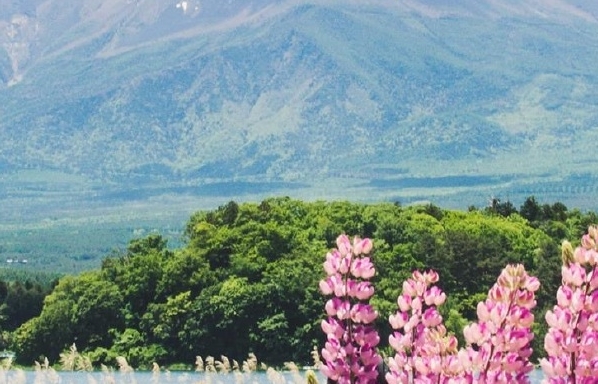 粉象生活做法大全