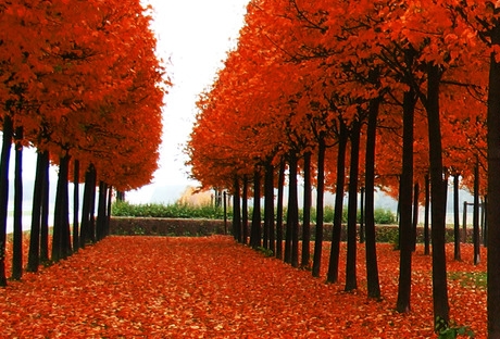 粉象生活里的东西怎么买