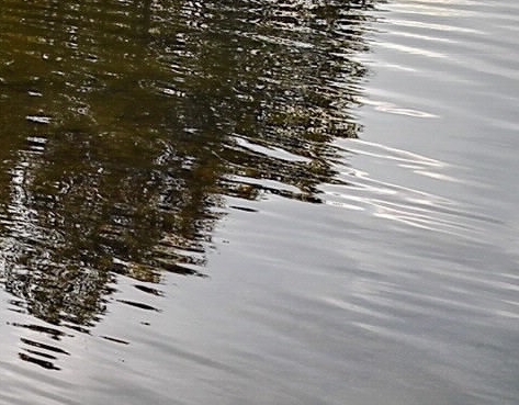 济南粉象生活代理