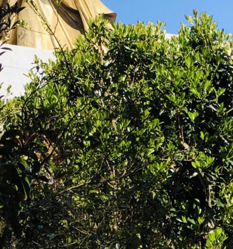 上海cbe美博会官网