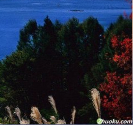 新西兰粉象生活如何加入