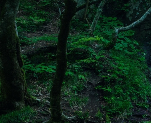 粉象生活vip可以退款