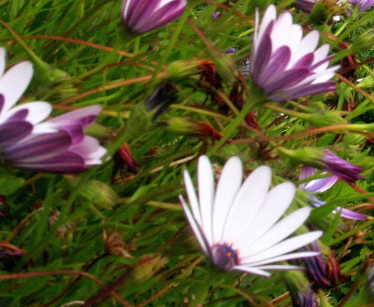 粉象生活邀请码官网直属