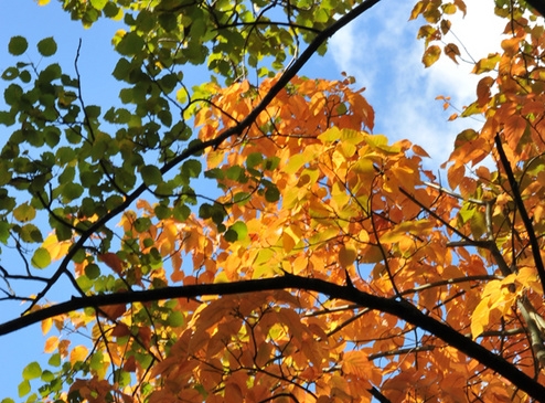 粉象生活推广引流教程