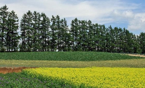 曲靖粉象生活vip