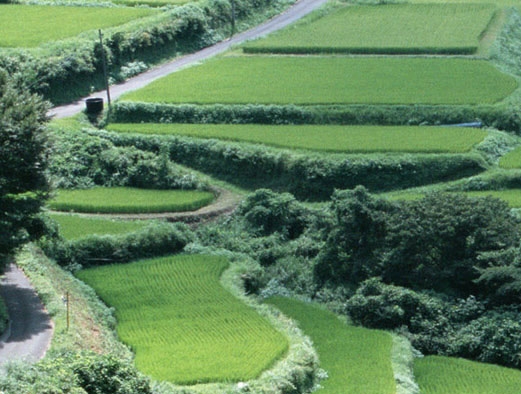 粉象生活下载app