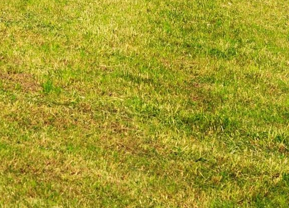 豆豆粮票和粉象日记